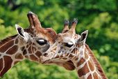 stock photo of animals  - The giraffe  - JPG 