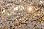 picture of sunset  - Sunset and Japanese cherry blossoms in full bloom - JPG 