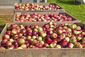 pic of yield  - The fresh picked apple harvest in wooden bins on the farm - JPG 