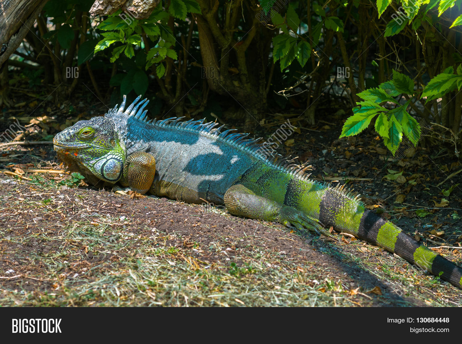 Green Iguana Common Iguana American Image & Photo Bigstock