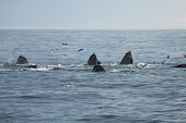 foto of group  - A group of hunting humpback whales in the atlantic ocean - JPG 