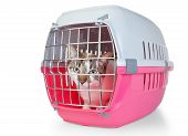 stock photo of transportation  - Box with a cat cage for transport - JPG 