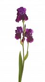 pic of iris  - Stem of three dark purple flowers and one bud of bearded iris  - JPG 