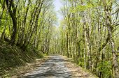 foto of france  - Small country road through sunny forest La Creuse Limousin France - JPG 
