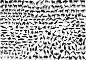 foto of animals  - 300 vector silhouettes of animals  - JPG 