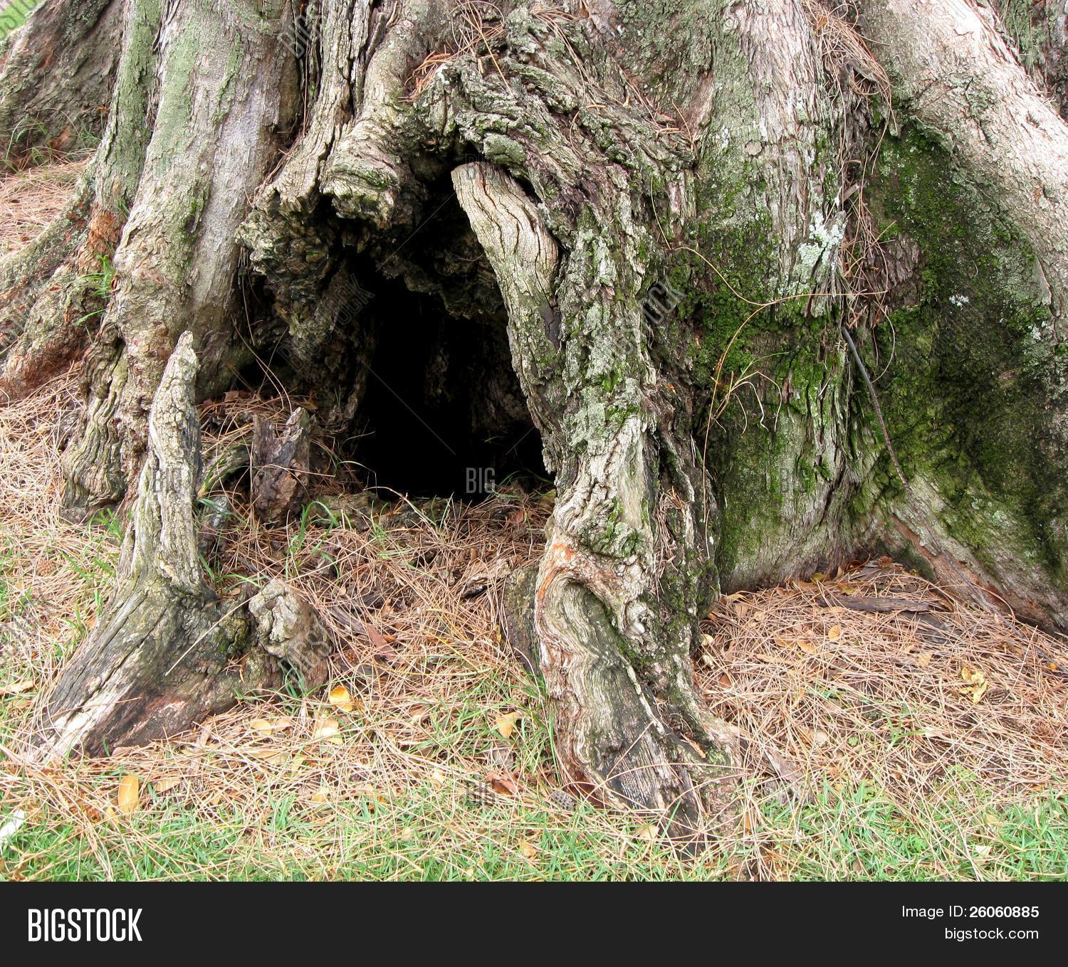 Tree Burrow Image & Photo Bigstock