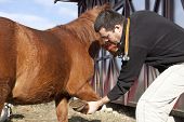 image of horse  - Vet examining horse shoe - JPG 