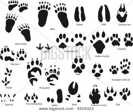Wild+Animal+Paw+Prints ... larger animal paw prints dinner placemats pet lovers animal paw prints
