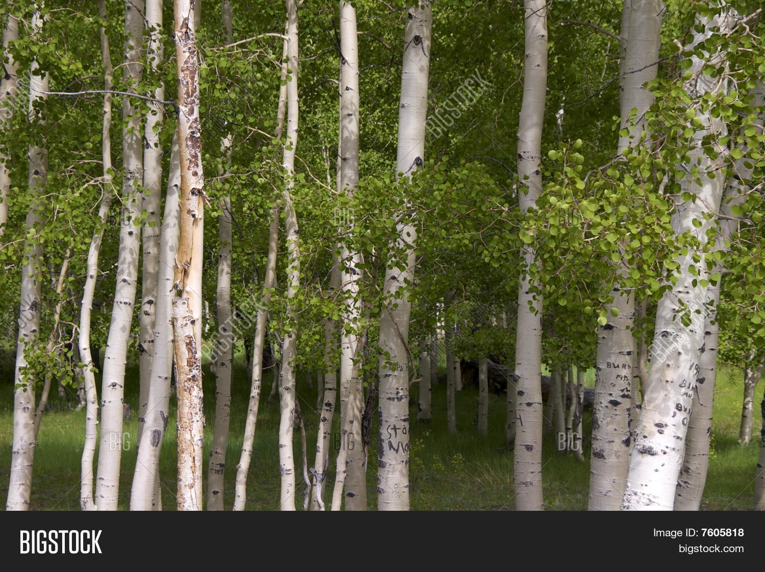 Birch trees, Dixie National Forest, Utah Stock Photo & Stock Images