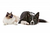 pic of dog  - border collie dog and a long haired cat with blue eyes isolated on a white background - JPG 