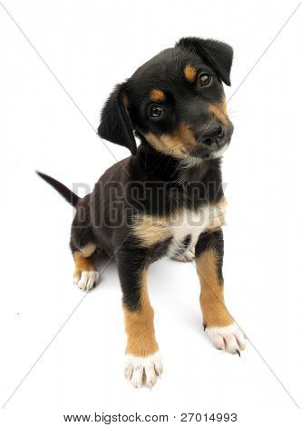 Picture or Photo of Dog puppy isolated on white background