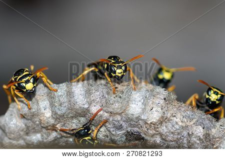 Poster: Wasps Build A Nest Wasp