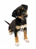 picture of dog  - Dog puppy isolated on white background - JPG 