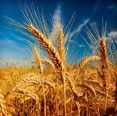 stock photo of nature  - Wheat field against a blue sky - JPG 
