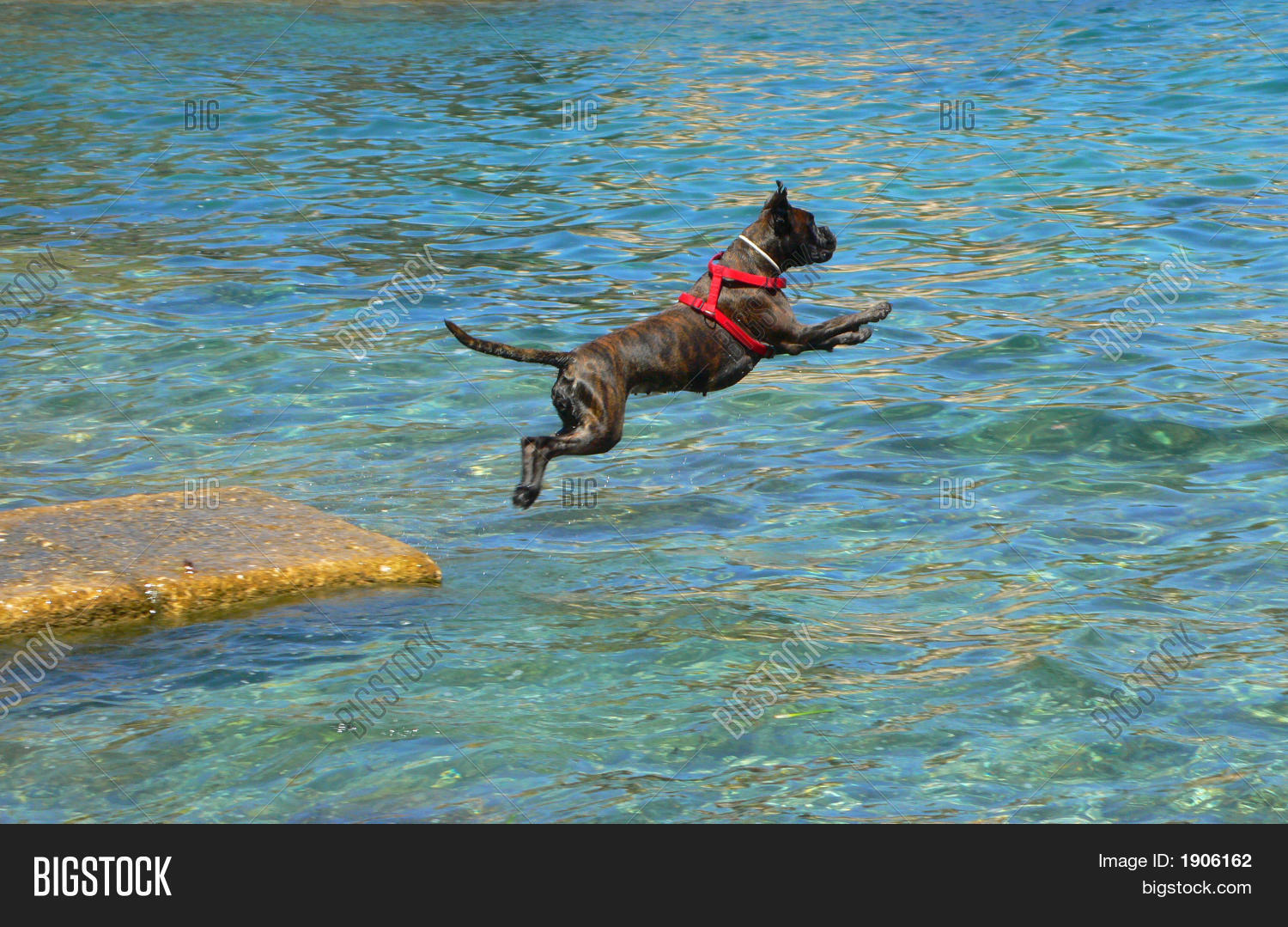 Jumping Boxer Dog Image & Photo Bigstock