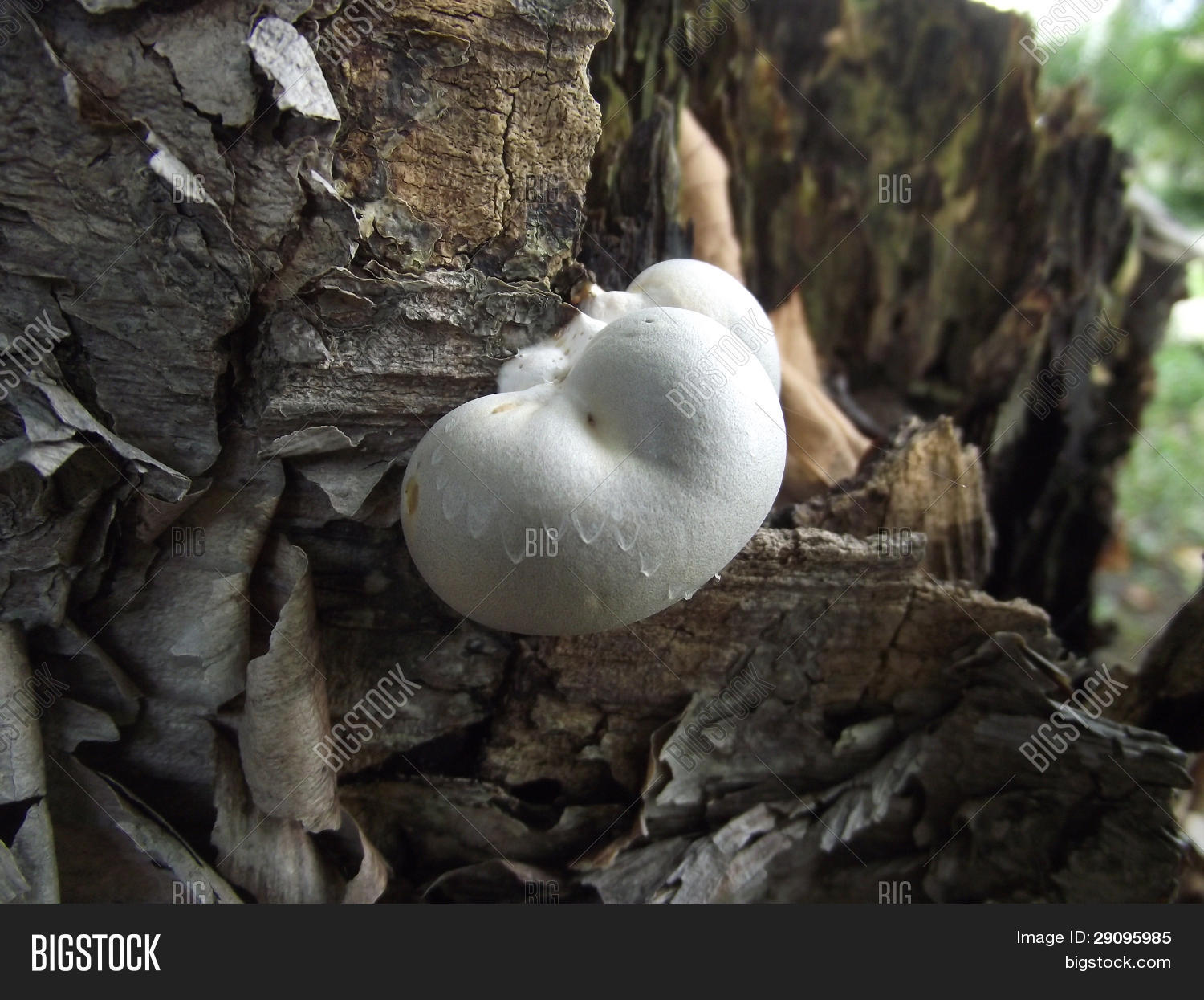 large-white-fungus-on-birch-tree-image-photo-bigstock