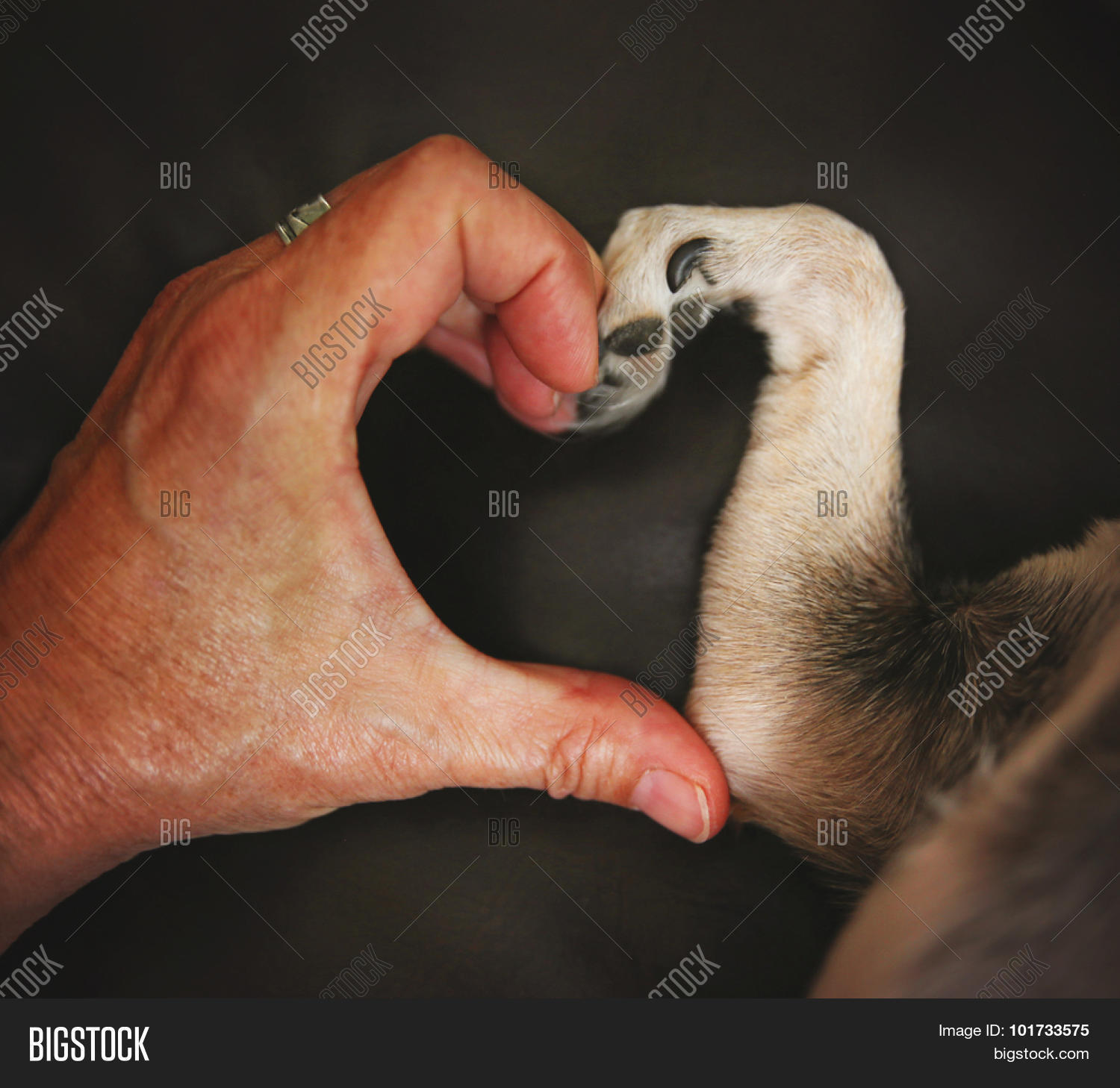 Dog Paw And Hand Making Heart Shape Dog Paw And Hand Making Heart Shape