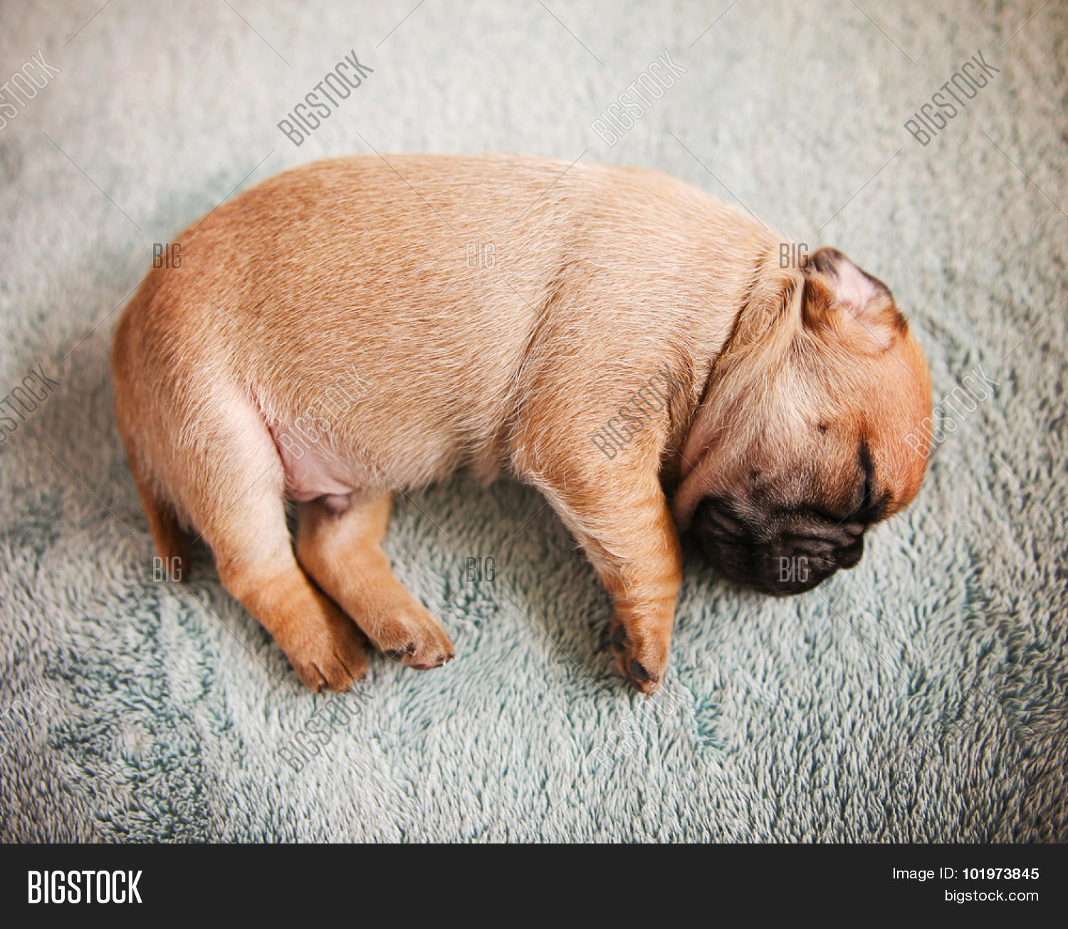 newborn baby pugs tiny baby pug chug mix newborn image photo bigstock newborn baby pugs tiny baby pug chug mix newborn image photo bigstock
