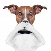 picture of dog  - covering the mouth dog with his 
paws - JPG 