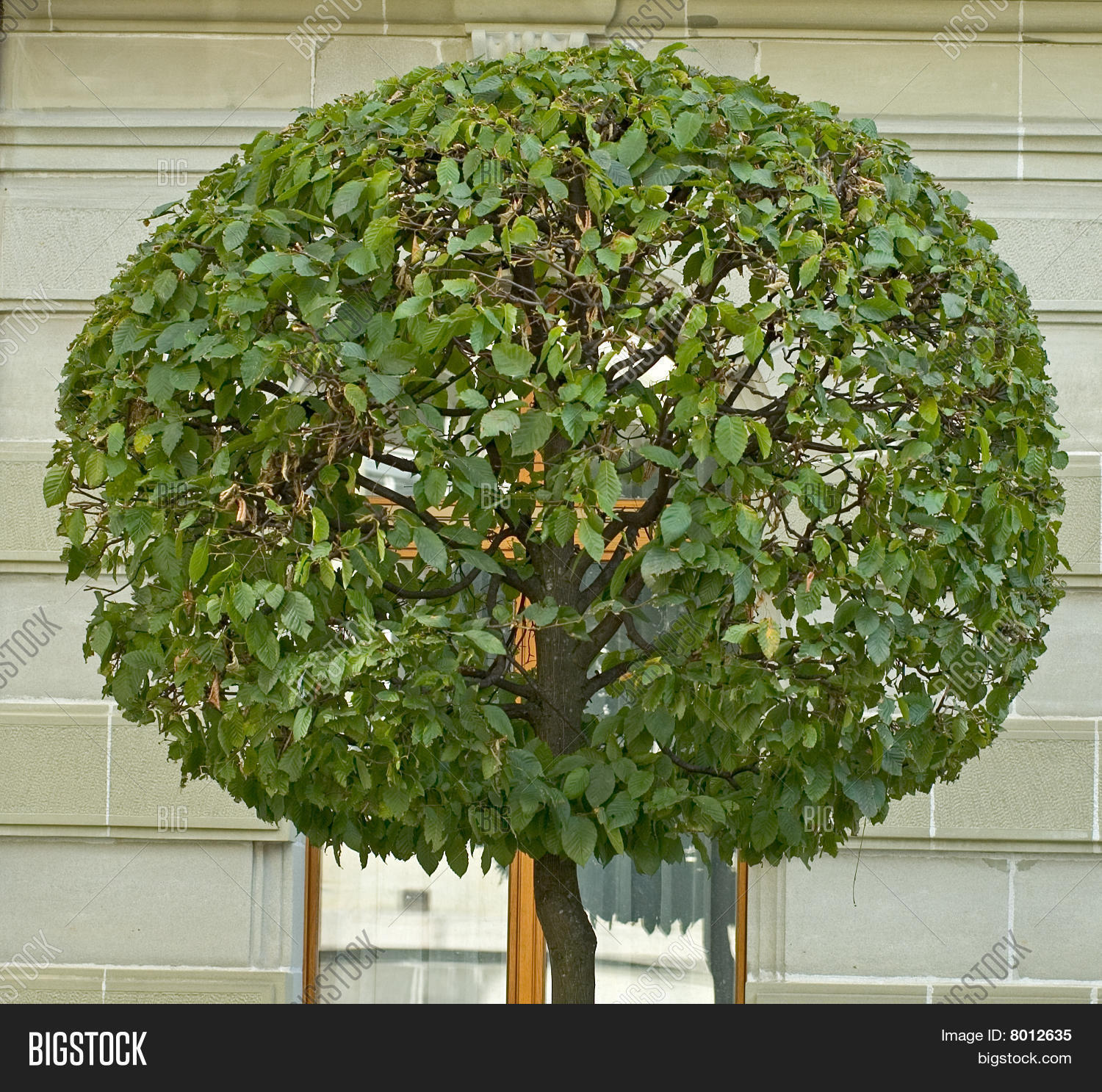 Small Perfectly Round Tree Image & Photo Bigstock