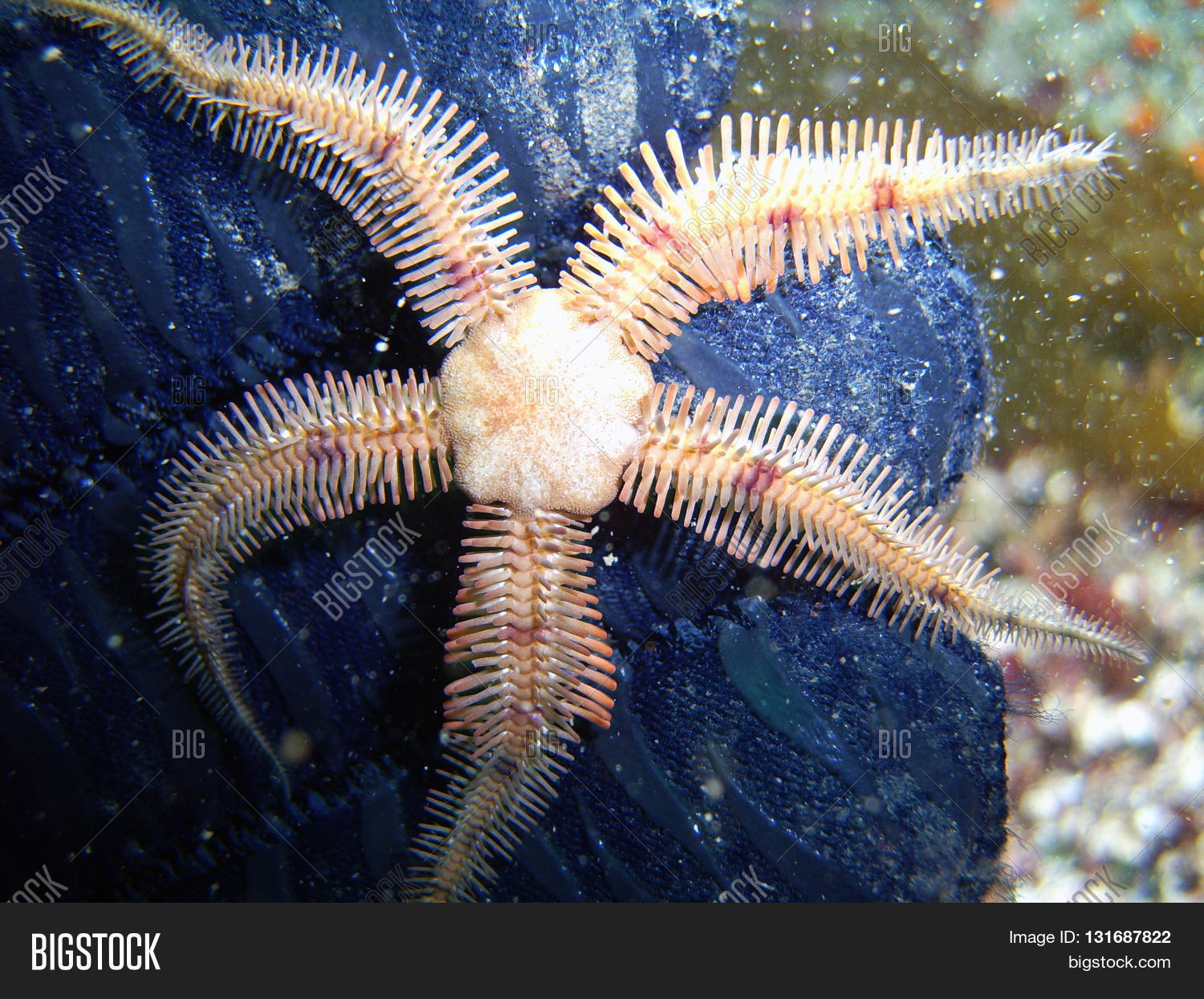 Flatspined Brittle Star ( Image & Photo Bigstock