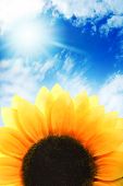 picture of blue sky  - Sunflower over blue sky - JPG 