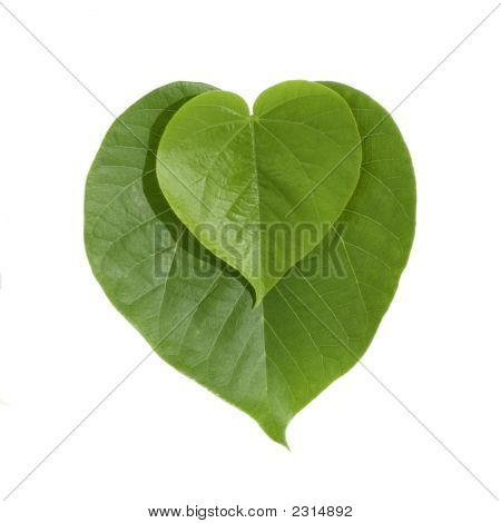 „Herzförmige Blätter“ Stockfotos & Stockbilder Bigstock
