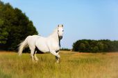 picture of horse  - Female white horse running on grass field - JPG 