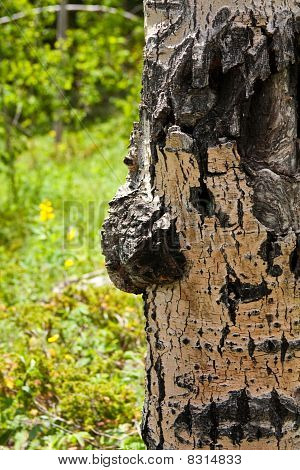 Picture or Photo of Closeup of diseased aspen tree trunk with black bulge