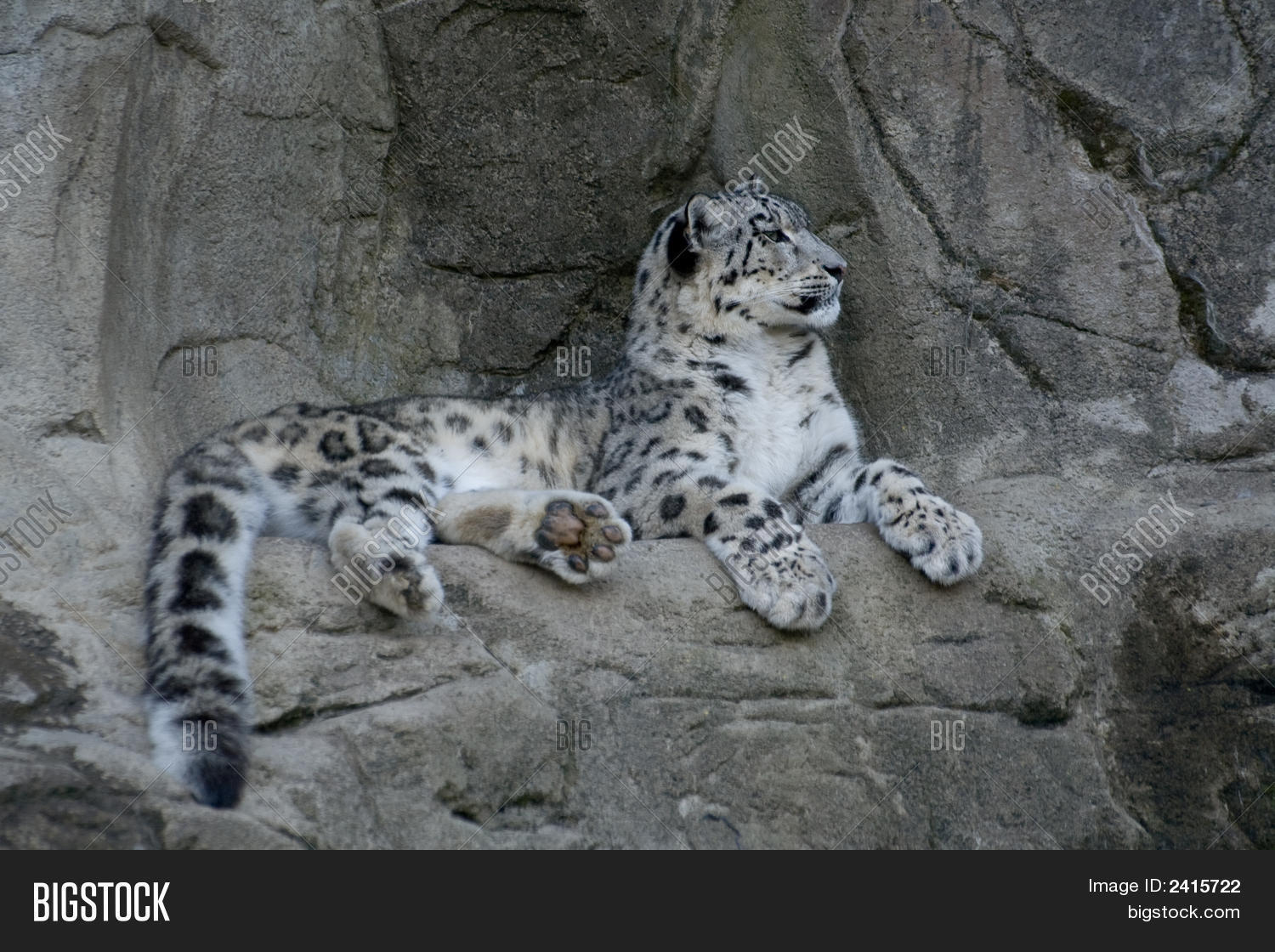 Snow Leopard On The Cliff Stock Photo & Stock Images Bigstock