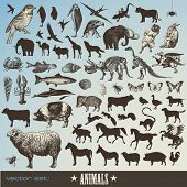 stock photo of animals  - vector set - JPG 