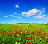 picture of blue sky  - summer field of red poppies on a background blue sky - JPG 