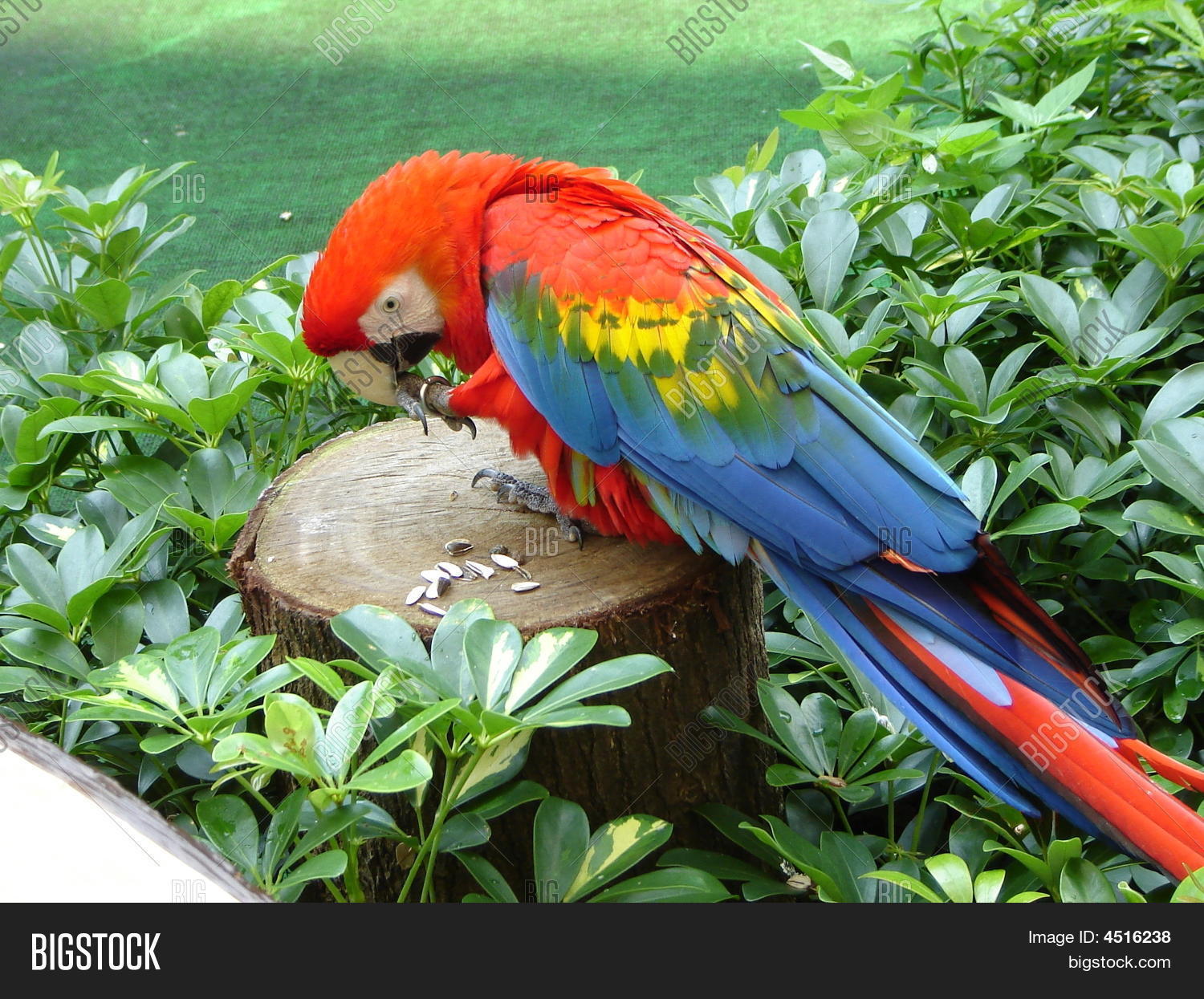 Parrot Eating Sunflower Seeds Image & Photo Bigstock