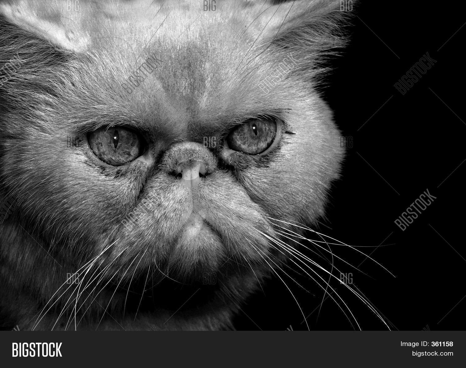 Angry Persian Cat Image & Photo | Bigstock