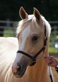 stock photo of quarter horse  - Quarter horse gelding at a show at halter - JPG 