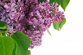 stock photo of blue sky  - Syringa vulgaris - JPG 