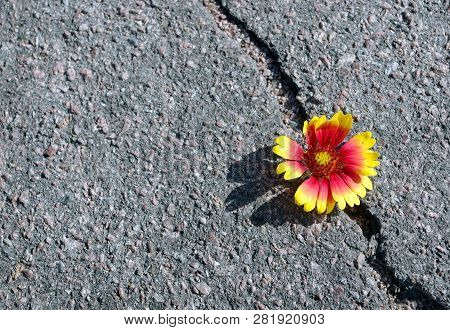 Poster: Crack On The Asphalt Road
