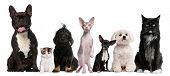 pic of group  - Group of dogs and cats sitting in front of white background - JPG 