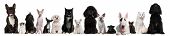 picture of dog  - Group of dogs and cats sitting in front of white background - JPG 