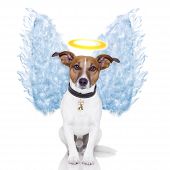 picture of animals  - angel dog feather wings aura nimbus looking - JPG 