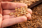 pic of depth  - Hand holding raw wheat grains after harvesting
 - JPG 