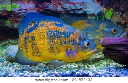 Poster: Astronotus Ocellatus Oscar Fish Swimming