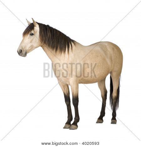 Picture or Photo of Horse in front of a white background