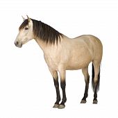 stock photo of horse  - Horse in front of a white background - JPG 