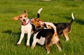 image of dog  - Happy beagle dogs plays in a park
 - JPG 
