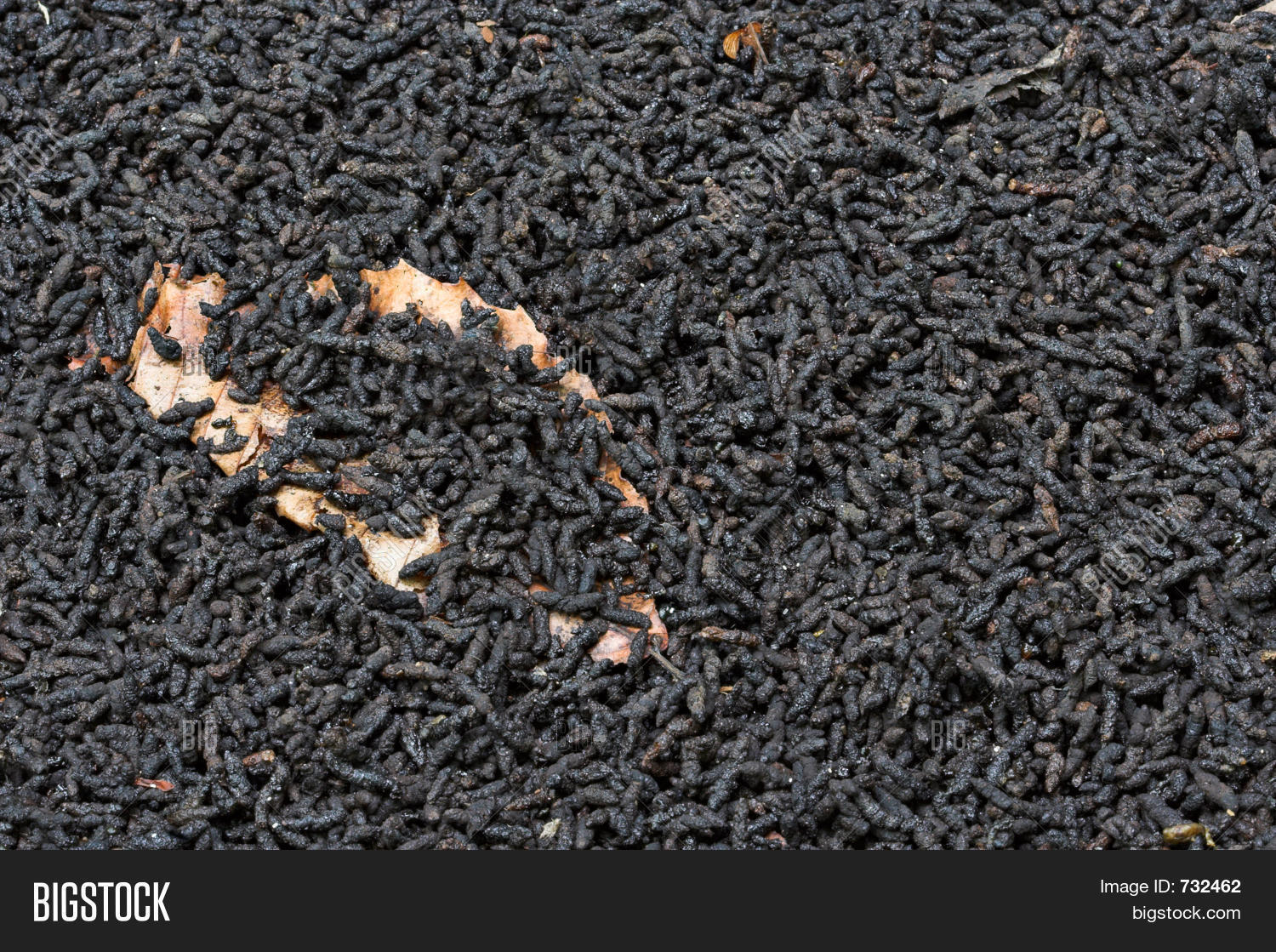 Bat Droppings Image & Photo Bigstock