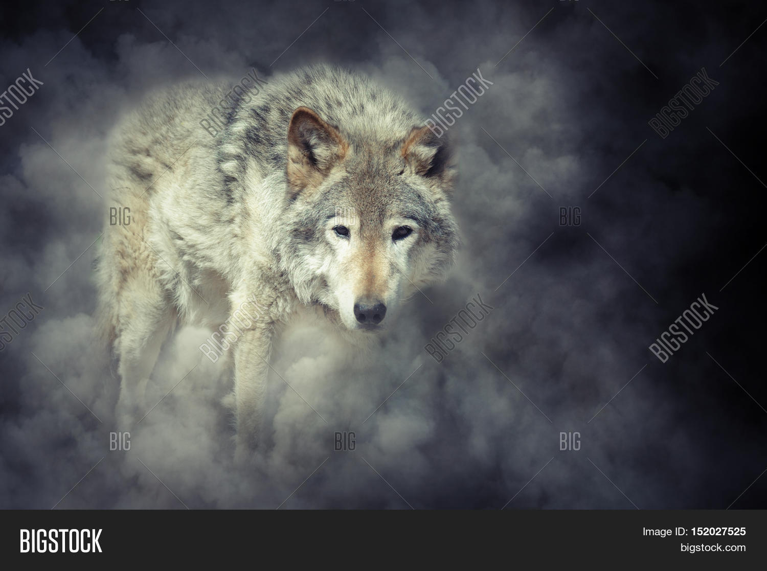 Wolf In Smoke Stock Photo & Stock Images Bigstock