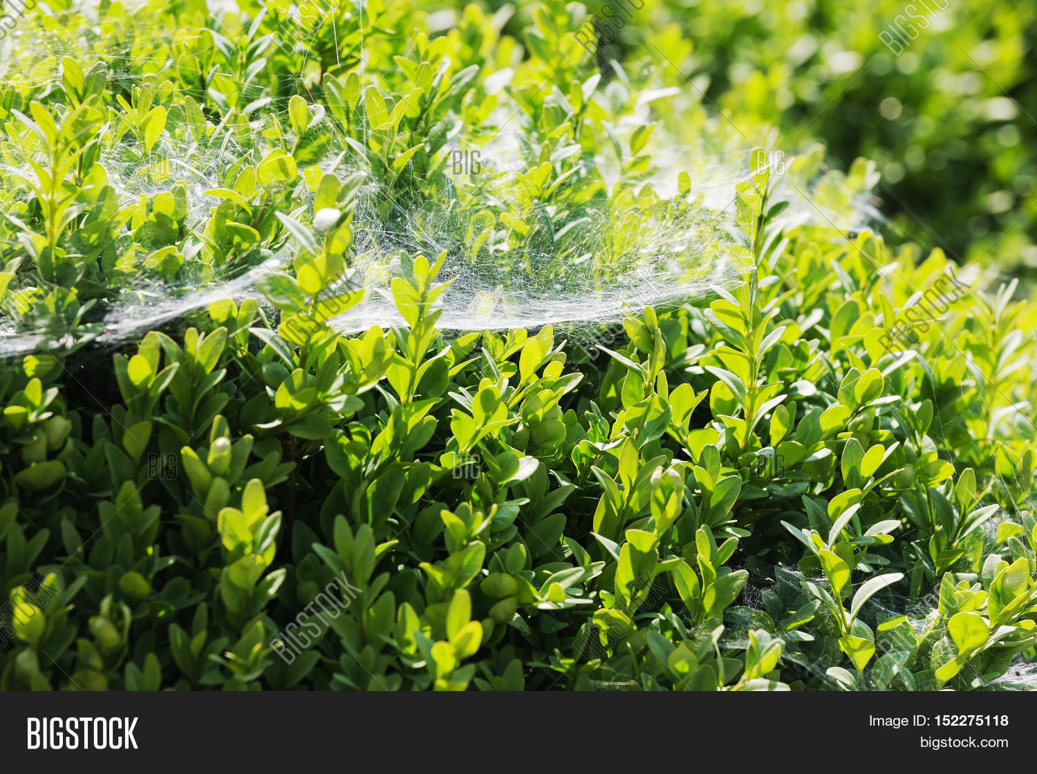 Spider Web On Branches Bush Boxwood Image & Photo Bigstock