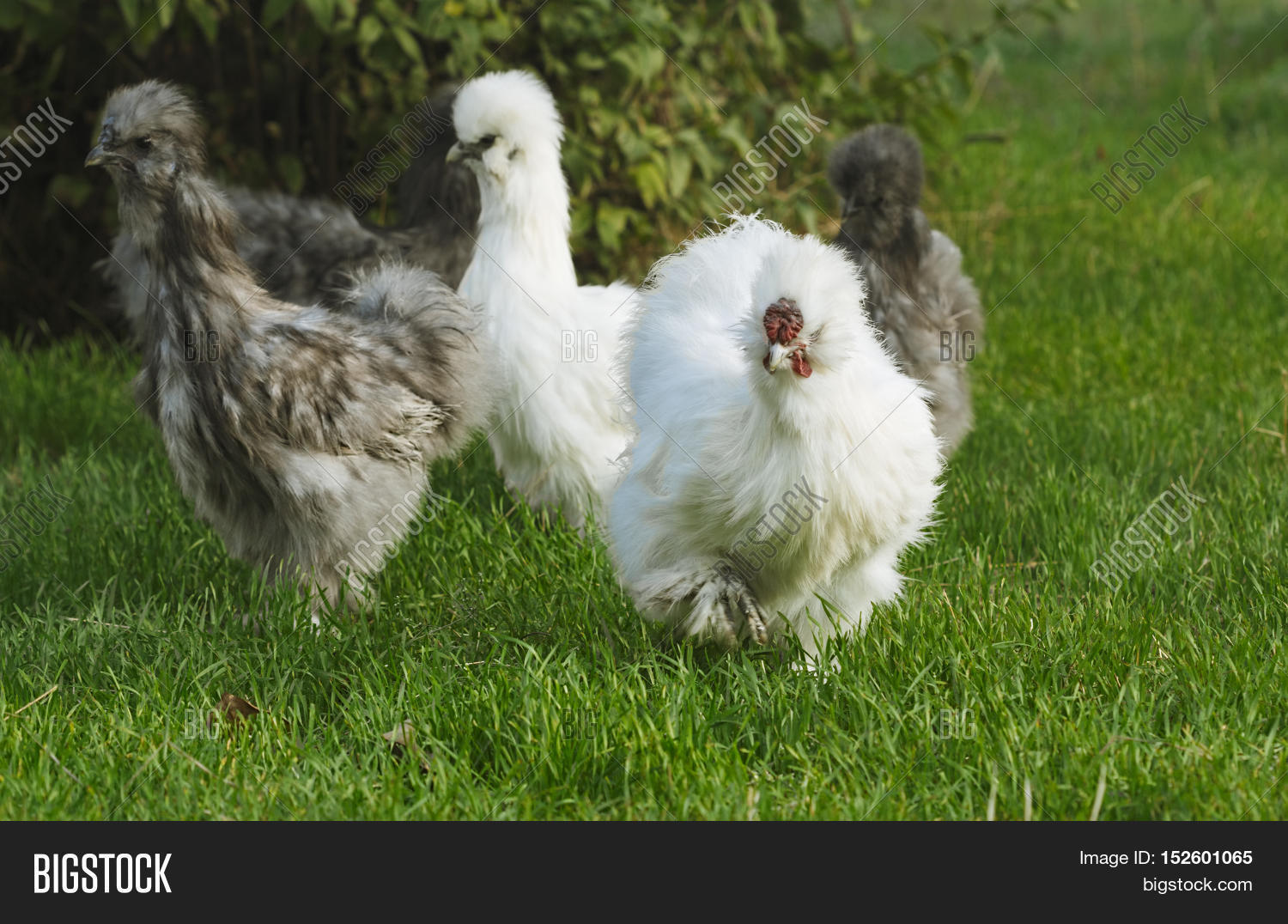 Group Silkie Chicken, Roosters Hens Image & Photo Bigstock