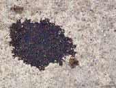 stock photo of seep  - Oil spot on concrete leaked from vehicle - JPG 
